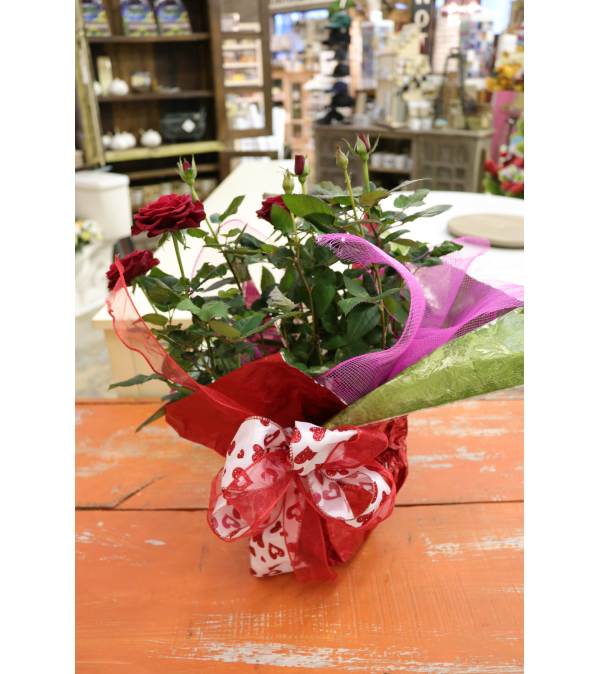 Miniture Rose Houseplant
