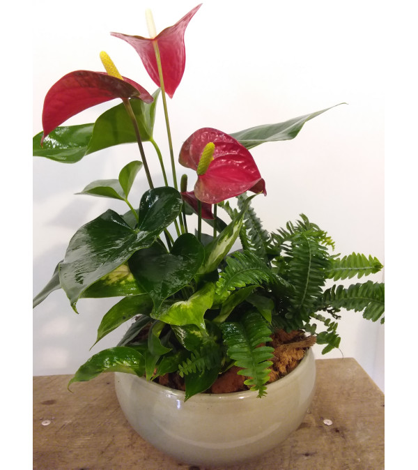 Premium Collection Tropical Garden