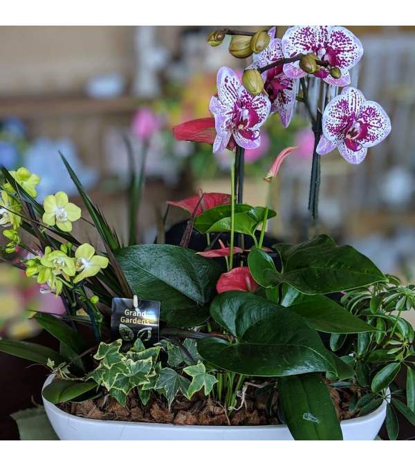 Premium Collection Orchid Boat