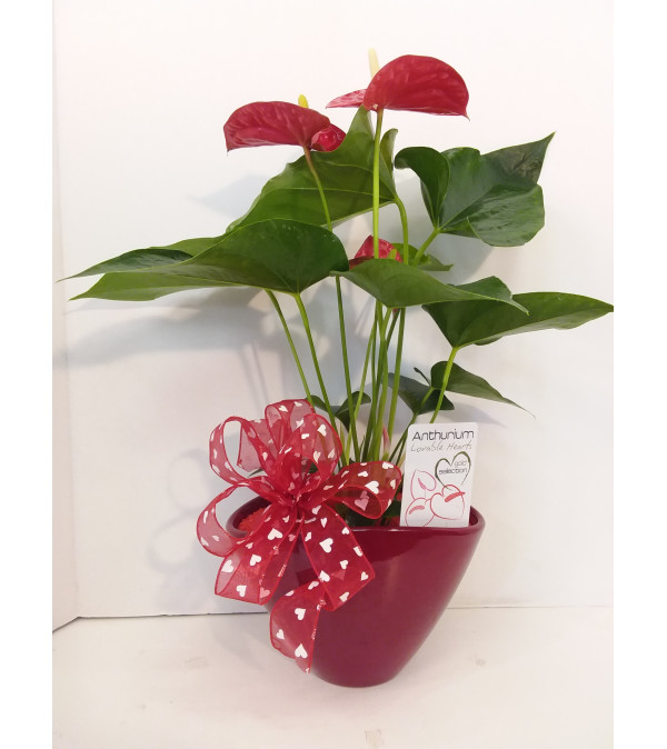 Premium Collection Anthurium