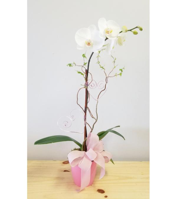 SWEETHEART ORCHID