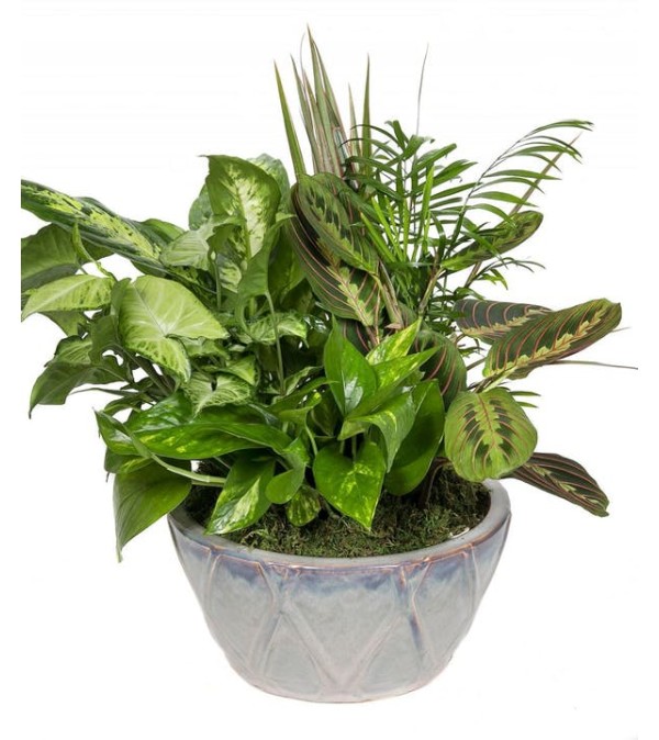 Dish Garden in Ceramic Planter