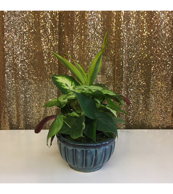 6" CERAMIC DISHGARDEN