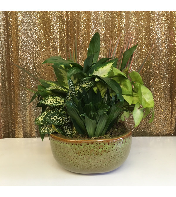 10" CERAMIC DISHGARDEN