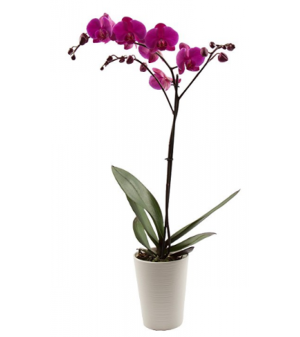 Beautiful Orchid