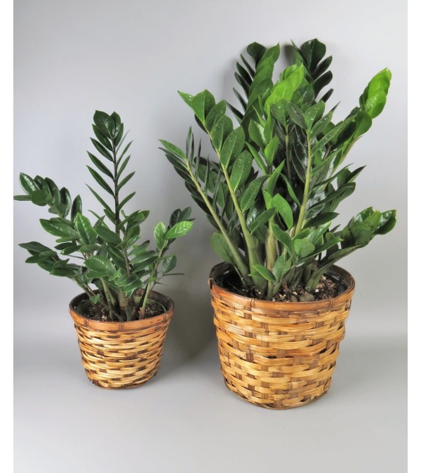 Z Z Plant