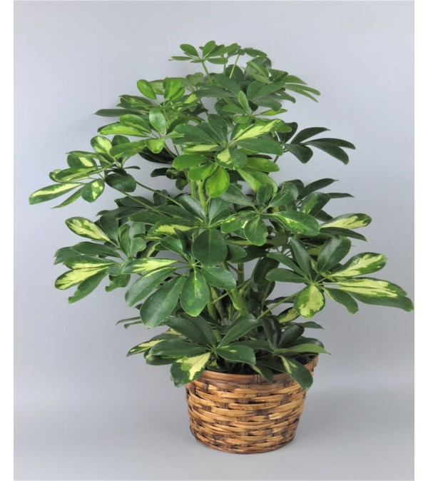 Arboricola (Schefflera)