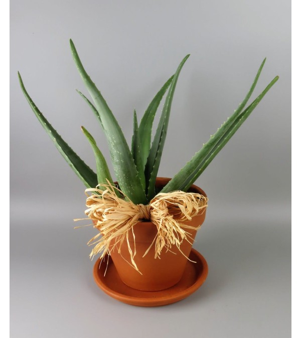 Aloe Plant