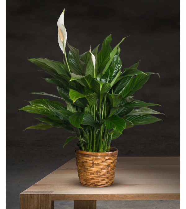 Spath-Peace Lily Plant