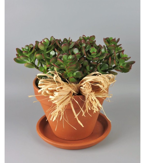 Jade Plant