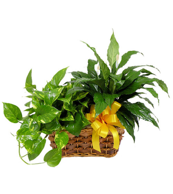 Double Plant Basket
