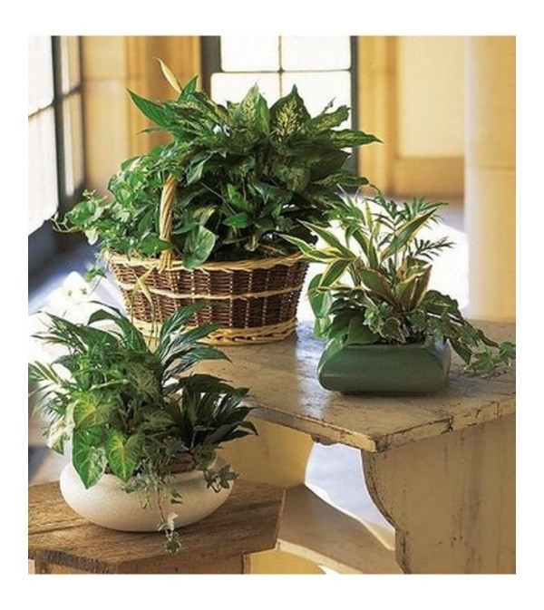 Planter-Florist's Choice