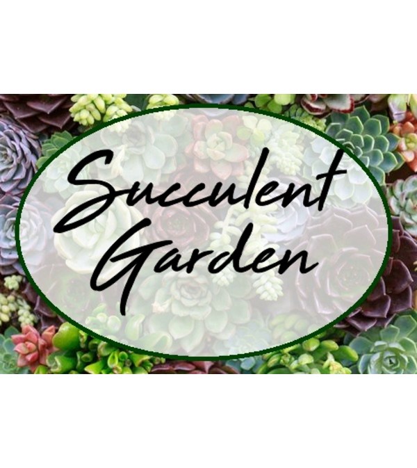 Succulent Variety