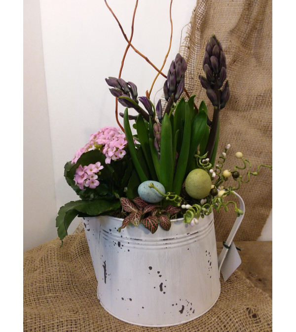 Spring is Blooming
