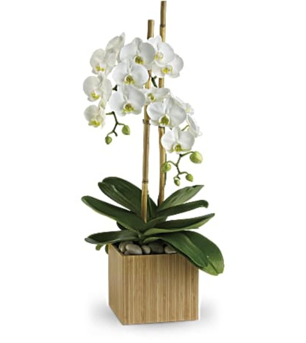 The Opulent Orchids