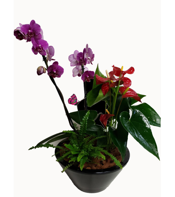 Beautiful Orchid Anthurium Tropical Planter