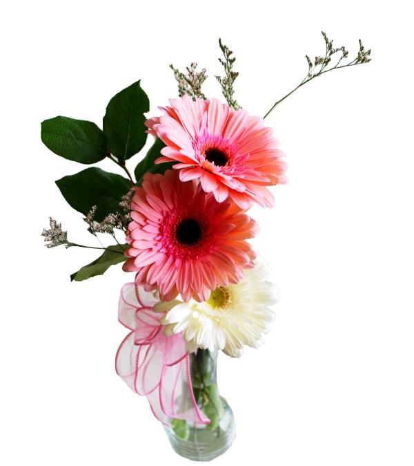 Gerberas in a vase