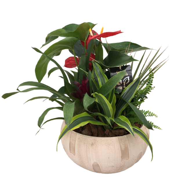 Blooming Anthurium Garden