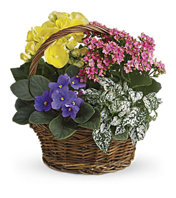 Mixed Spring Flowers Basket