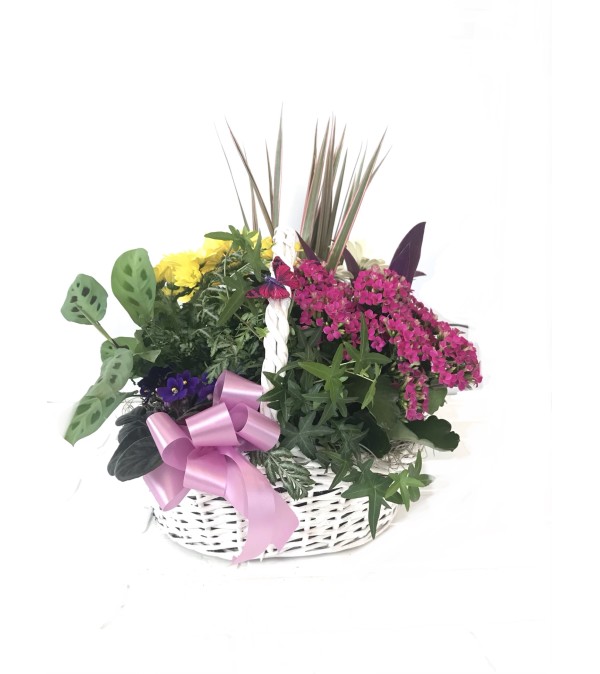 Large Dish Garden Basket