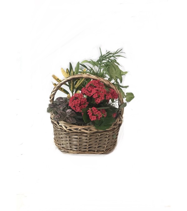 Small Dish Garden Basket