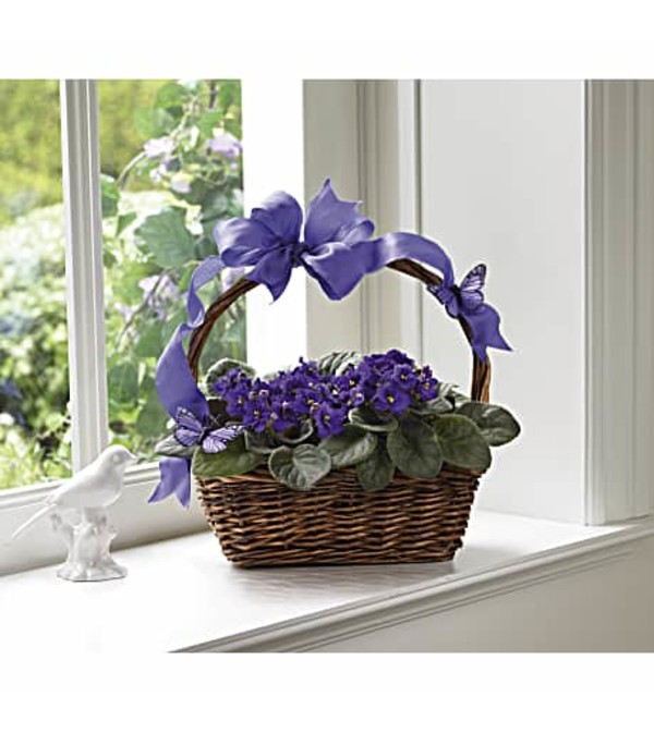 Violets and Butterflies (Colors Vary)