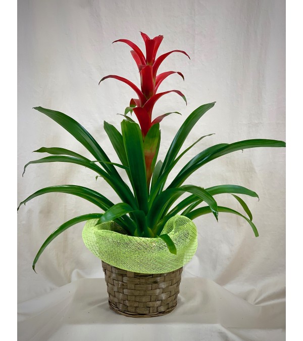 Beautiful Bromeliad