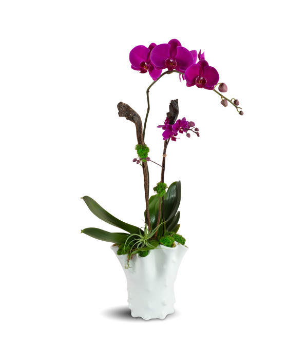 Royal Purple Orchids