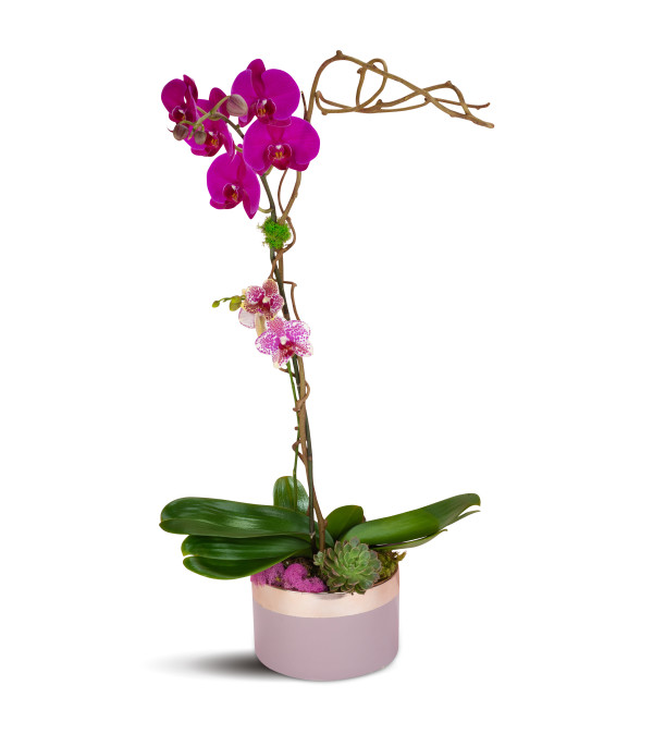 Purple Crush Orchids