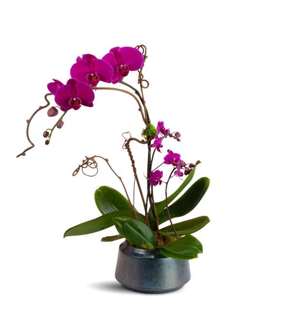 ModernTouch Orchids