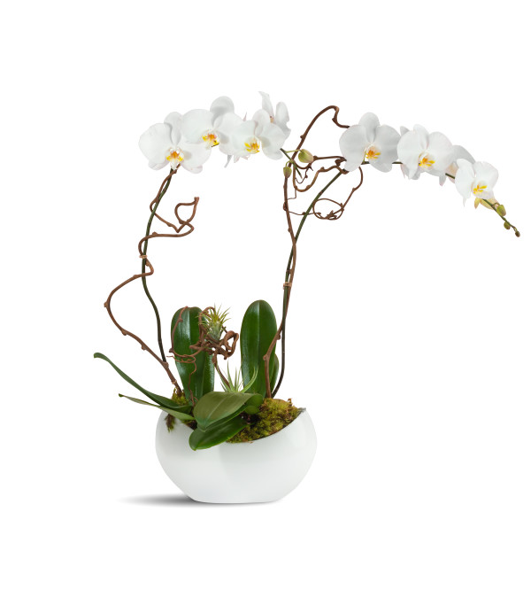 Alabaster Orchids 2019