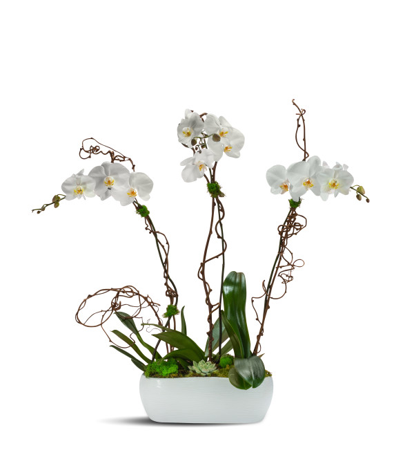 Blooming Trio 2019