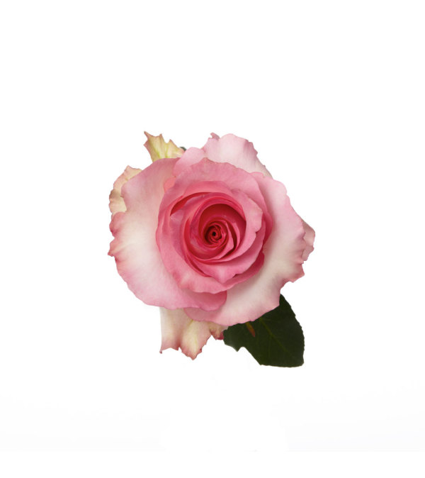 1 Dozen Premium Pink Roses