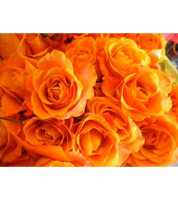 18 Long Stem Premium Orange Roses
