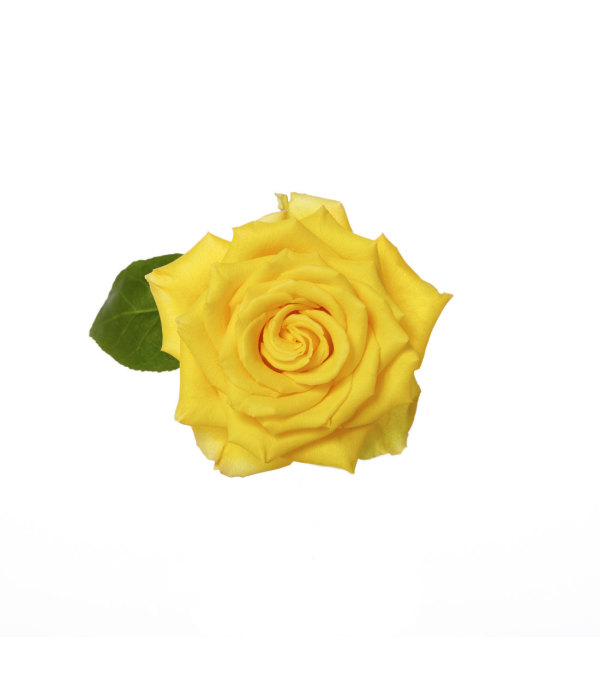 Three Dozen Premium Yellow Roses