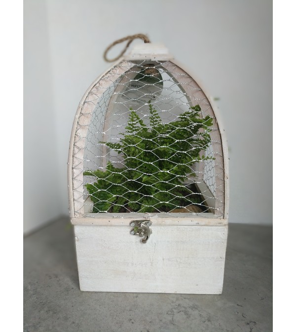 Fern Planter