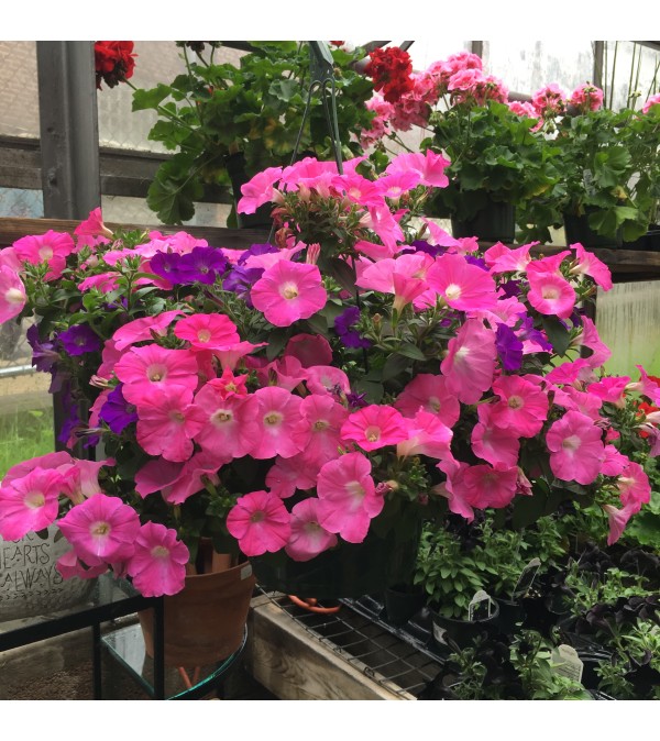 Petunia Hanging Basket (pink / purple)