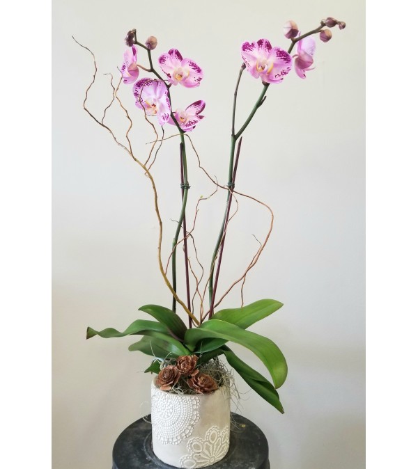 Itzy's Orchid