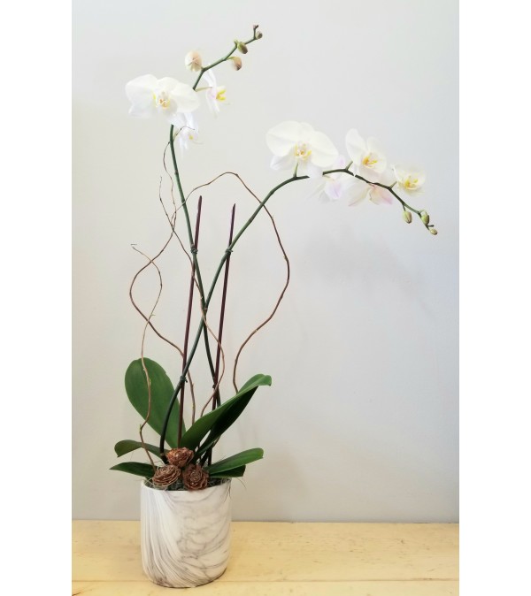 Classic White Orchid Plant