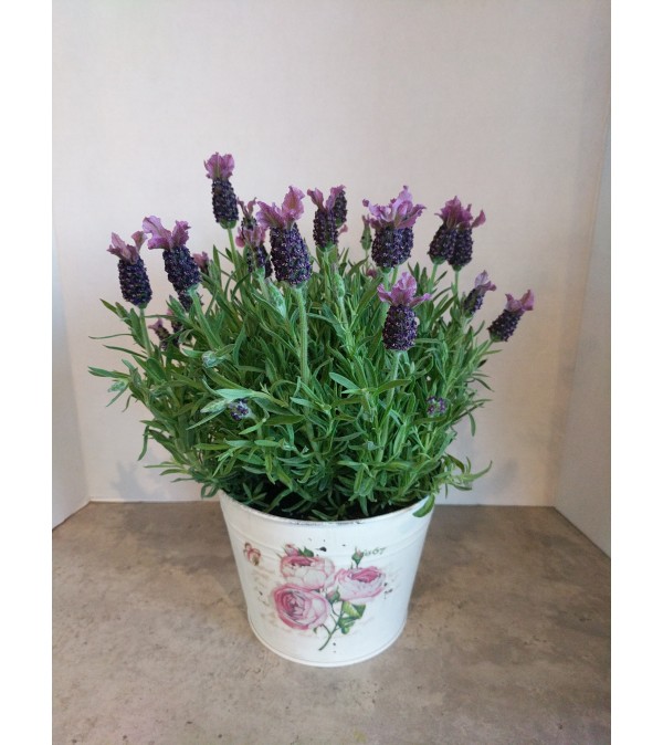 Butterfly Lavender