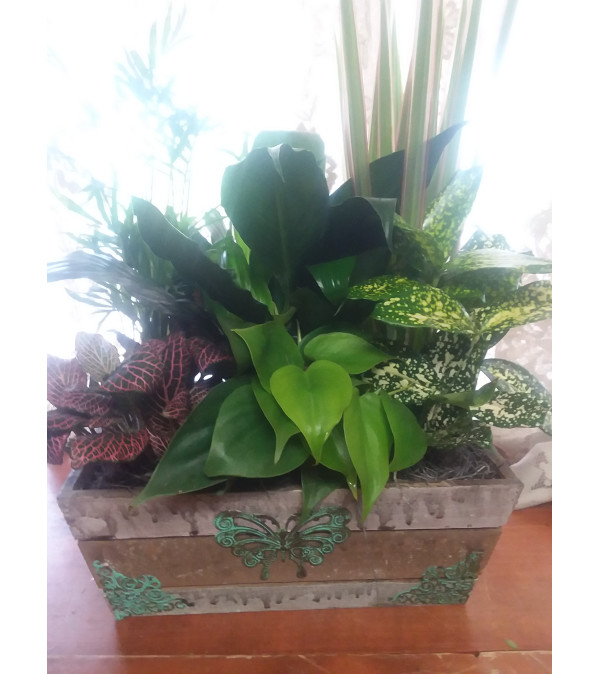 Butterfly Dish Garden Box