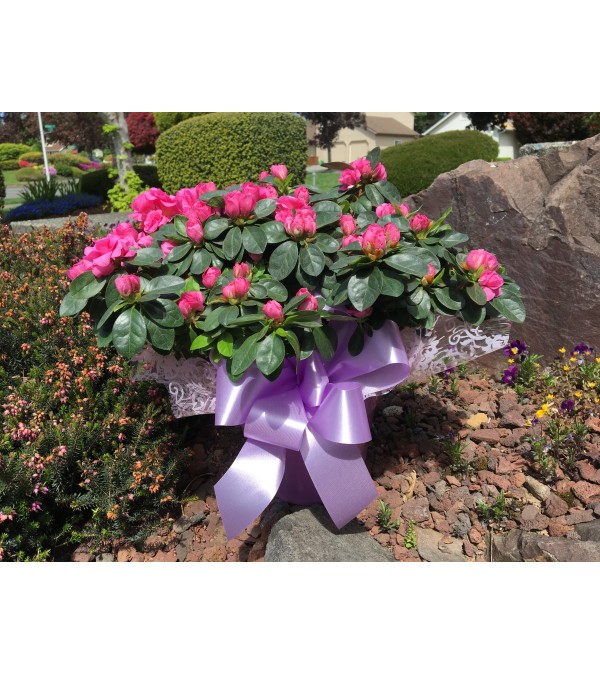 Azalea in Ceramic bright pot