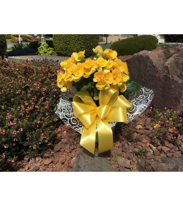 Bright begonia plant in bright colored ceramic pot