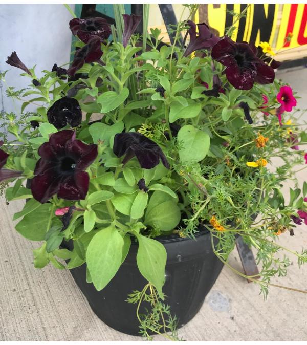 13" Combination Patio Pot