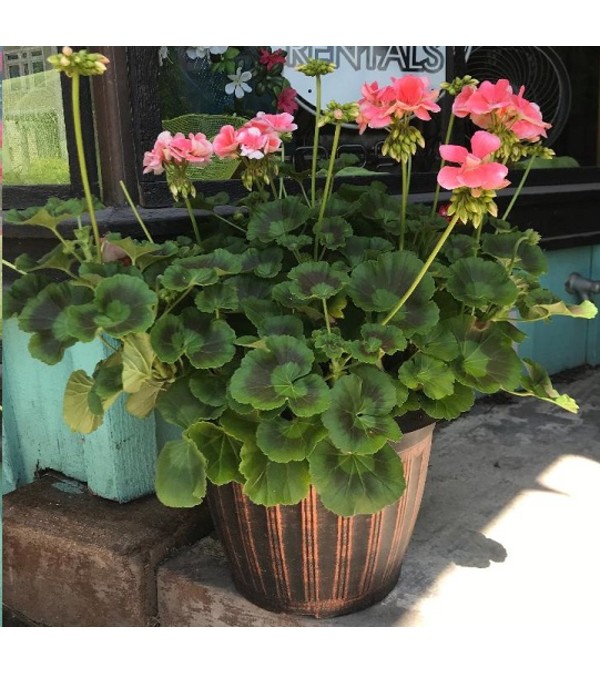 12" Patio Pot - Geranium
