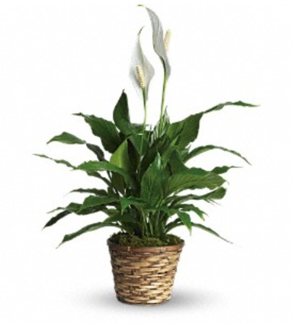 Ellington's Peace Lily