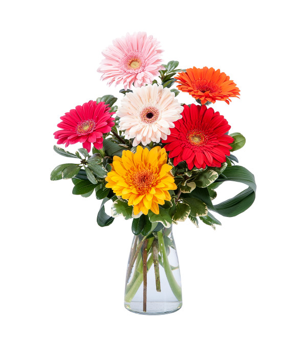 Colorful! by Country Gardens