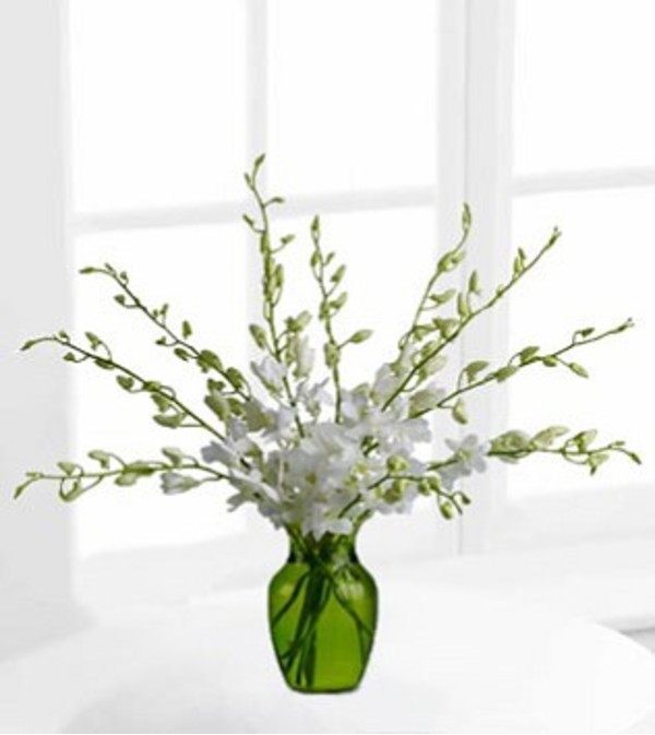 Serenity Orchids
