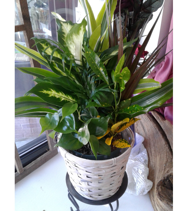 Combo Green Plant