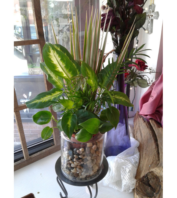 Mini Dish Garden Plant